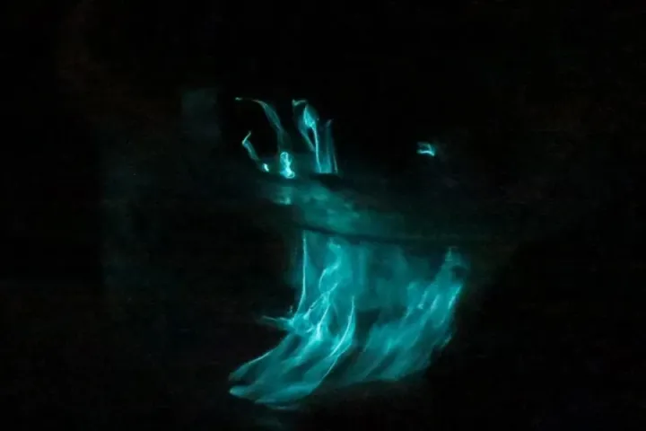 bioluminescent algae in the pitch black