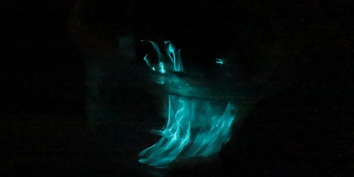 cr_w_1200_h_600 bioluminescent algae in the pitch black